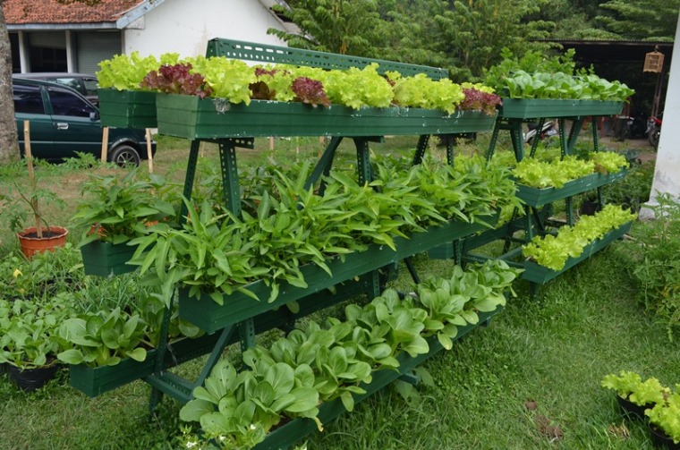 Cara Menanam Sayuran Di Halaman Rumah Cara Berkebun 2020